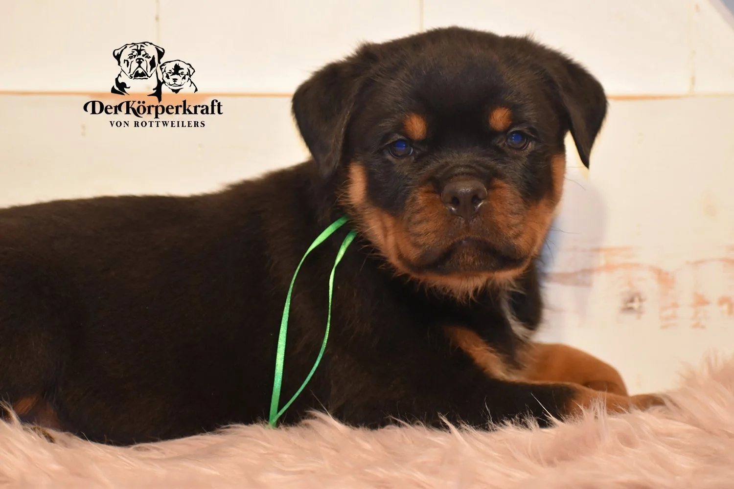 DKV Rottweilers | German Rottweiler Puppies For Sale | DKV Rottweilers ...