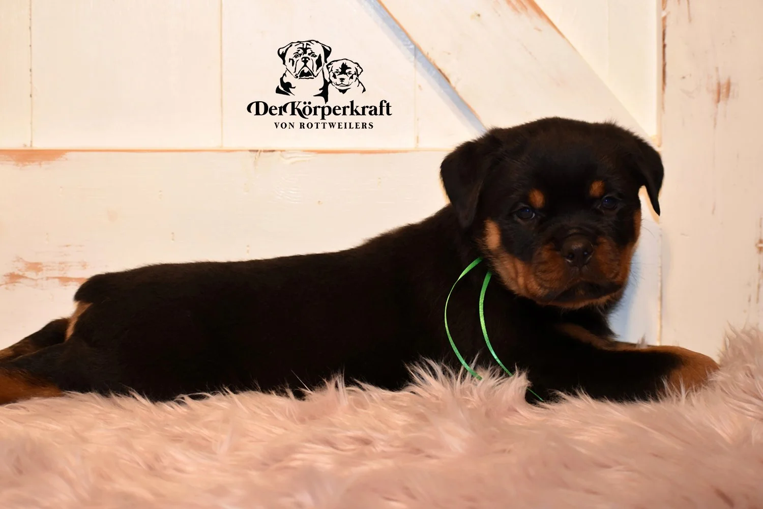 DKV Rottweilers | German Rottweiler Puppies For Sale | DKV Rottweilers ...