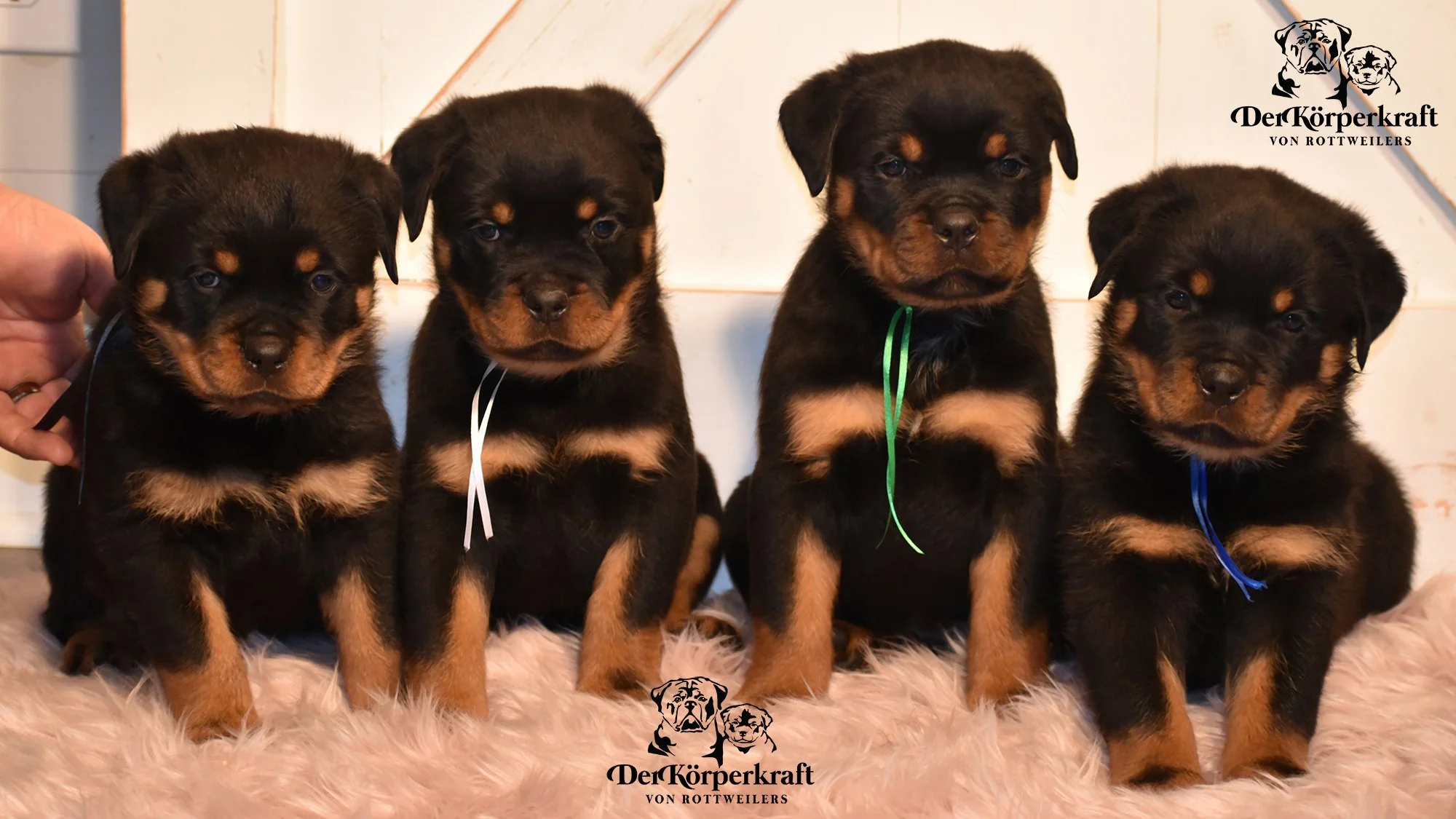 Valhalla Rottweilers DKV Rottweilers | German Rottweiler Puppies For Sale | DKV Rottweilers ...