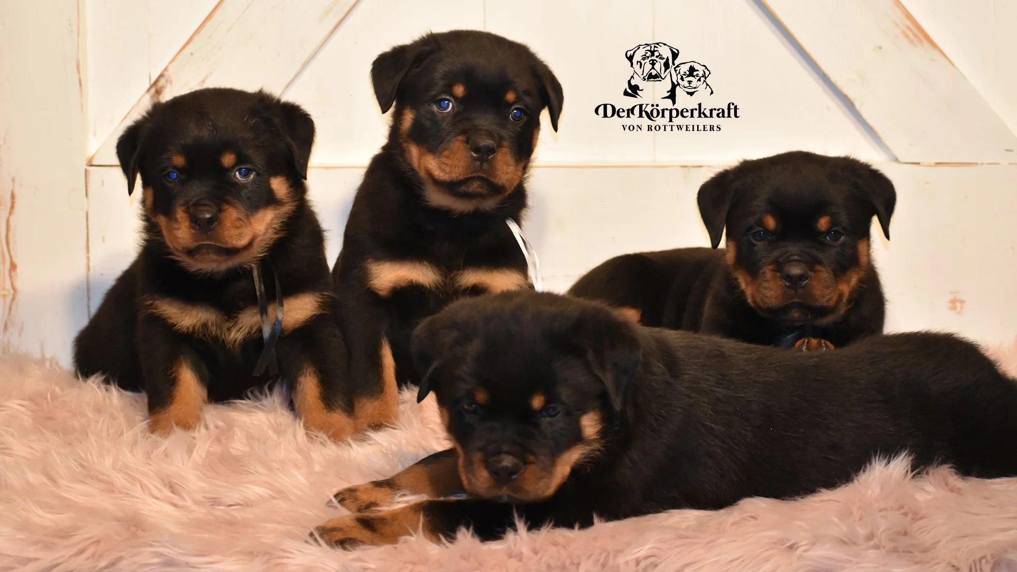 DKV Rottweilers | German Rottweiler Puppies For Sale | DKV Rottweilers ...