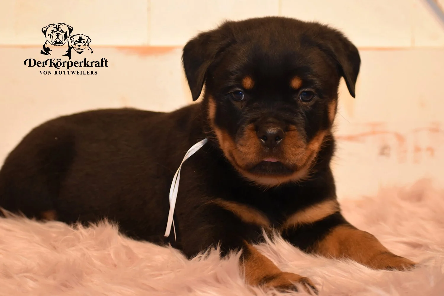 Valhalla Rottweilers DKV Rottweilers | German Rottweiler Puppies For Sale