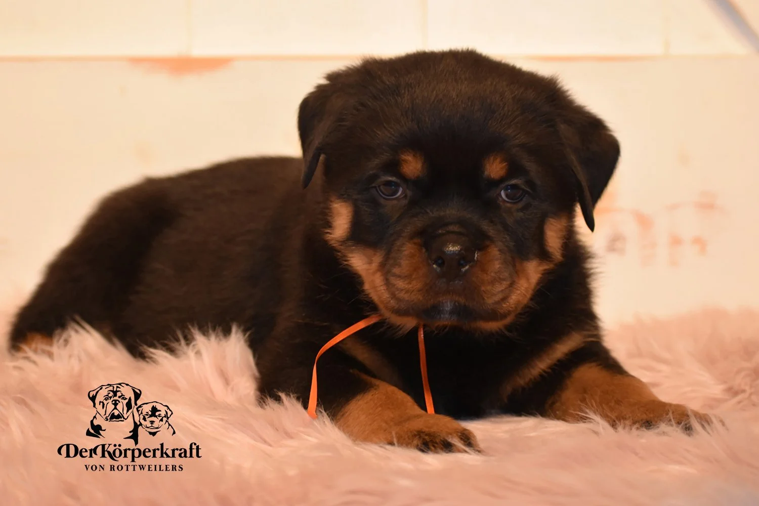 DKV Rottweilers | German Rottweiler Puppies For Sale | Virtus-Brenda