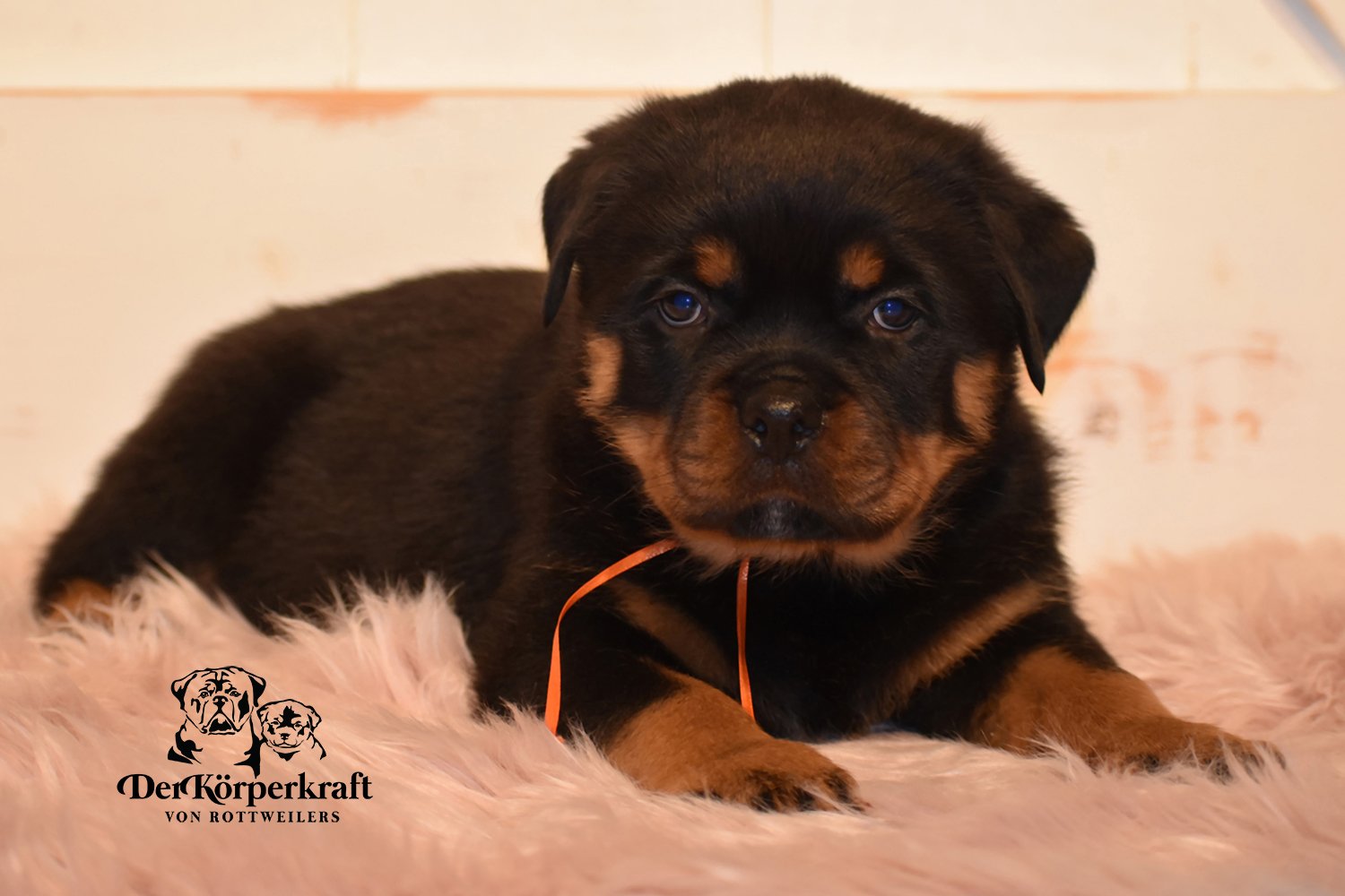 Orange Collar Female