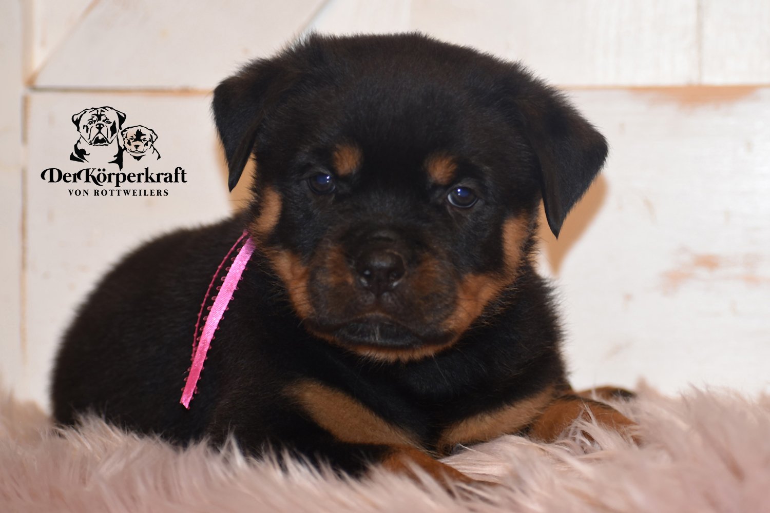 DKV Rottweilers | German Rottweiler Puppies For Sale | Virtus-Brenda
