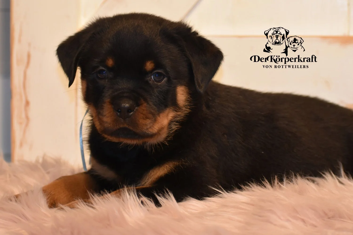 DKV Rottweilers | German Rottweiler Puppies For Sale | Virtus-Brenda