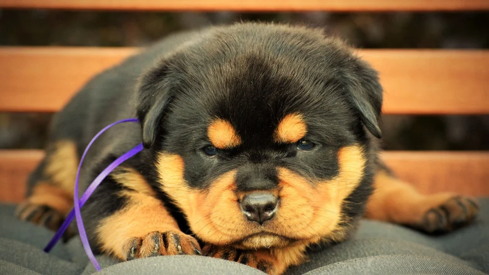 Brown Rottweiler Dog Puppy