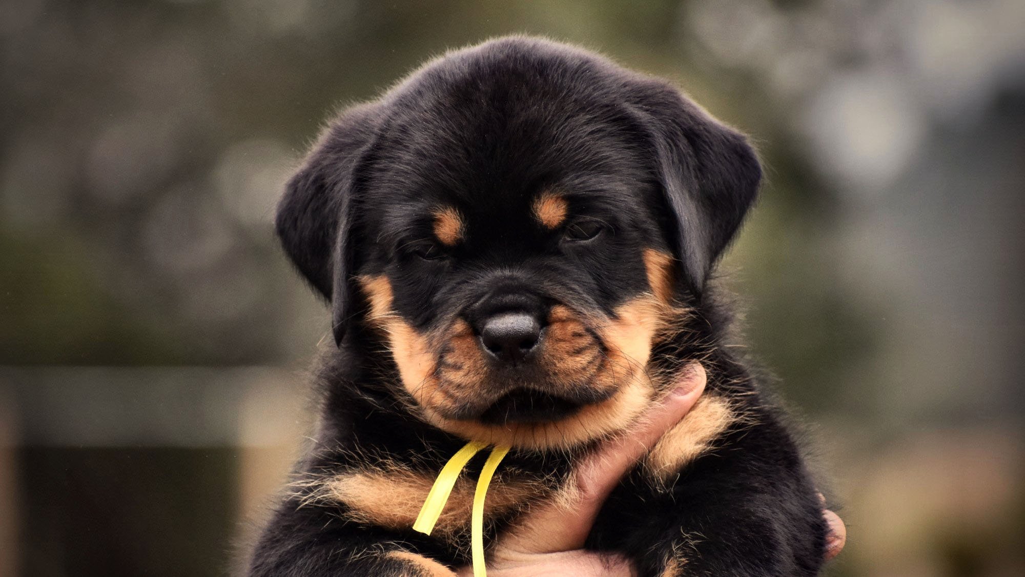 German-Rottweiler-Puppies-For-Sale-Title-2.jpg