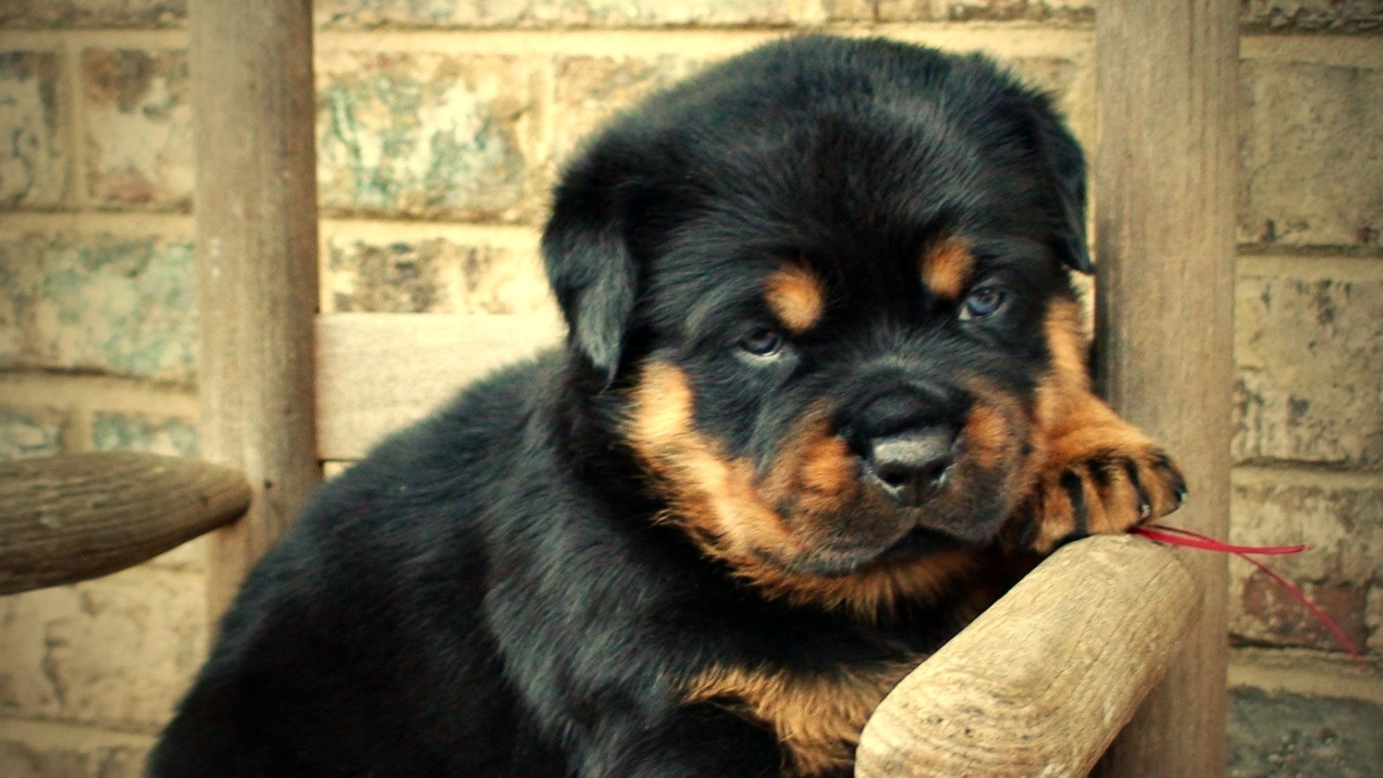 German-Rottweiler-Puppies-For-Sale-Title-4.jpg