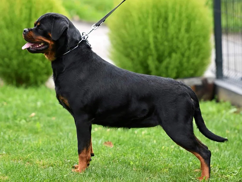 DKV Rottweilers | German Rottweiler Puppies For Sale | Noris-Hera