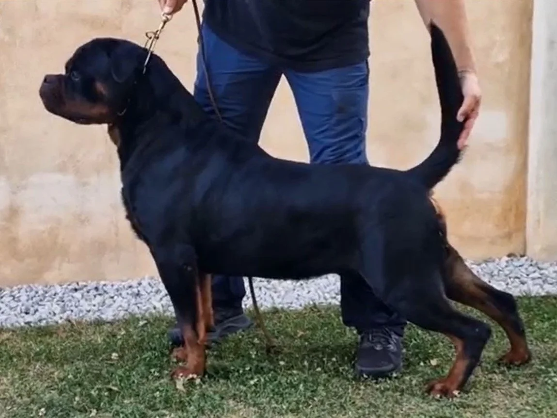 DKV Rottweilers | German Rottweiler Puppies For Sale | Noris-Hera