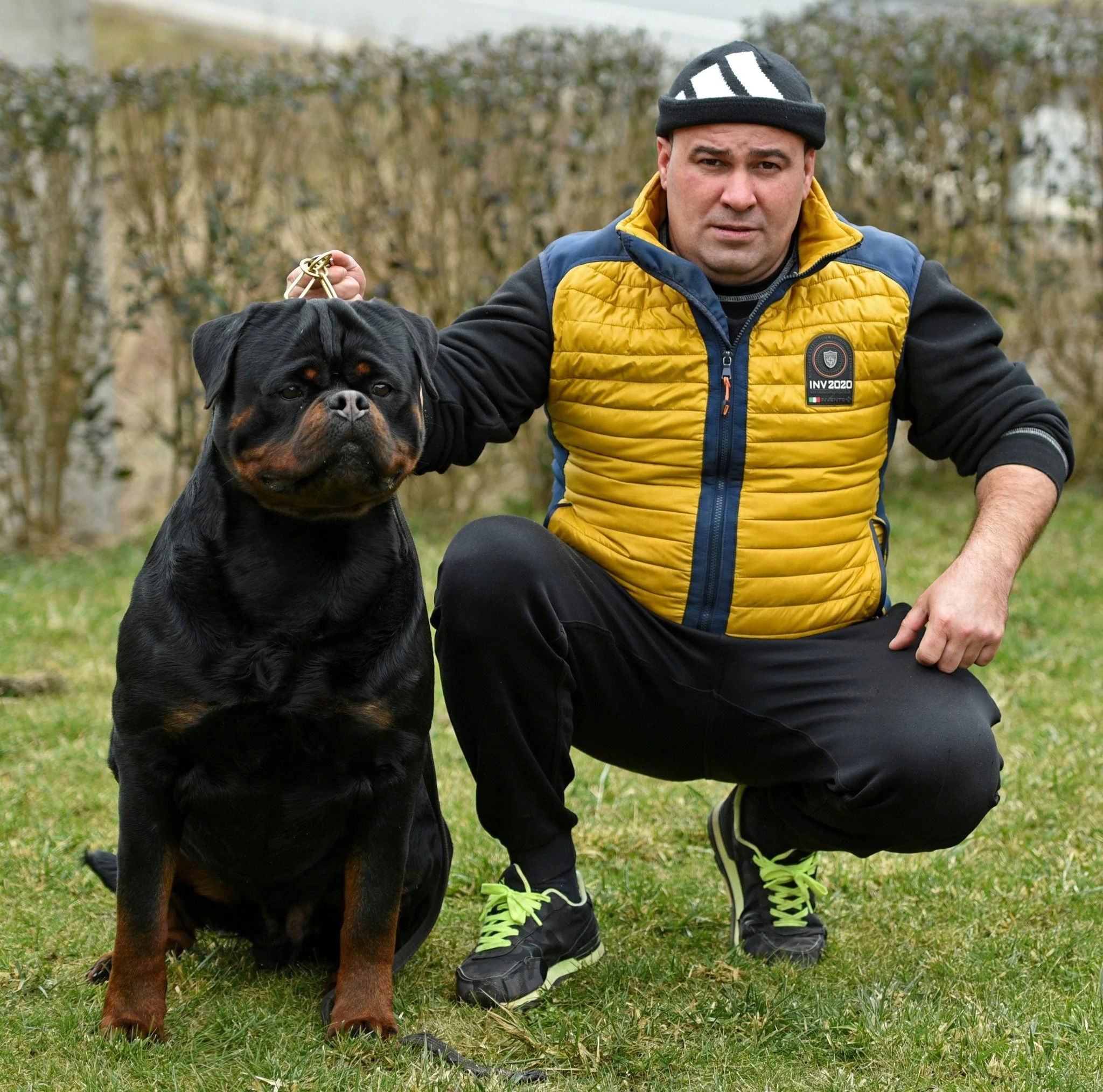 DKV Rottweilers | German Rottweiler Puppies For Sale | Noris-Hera