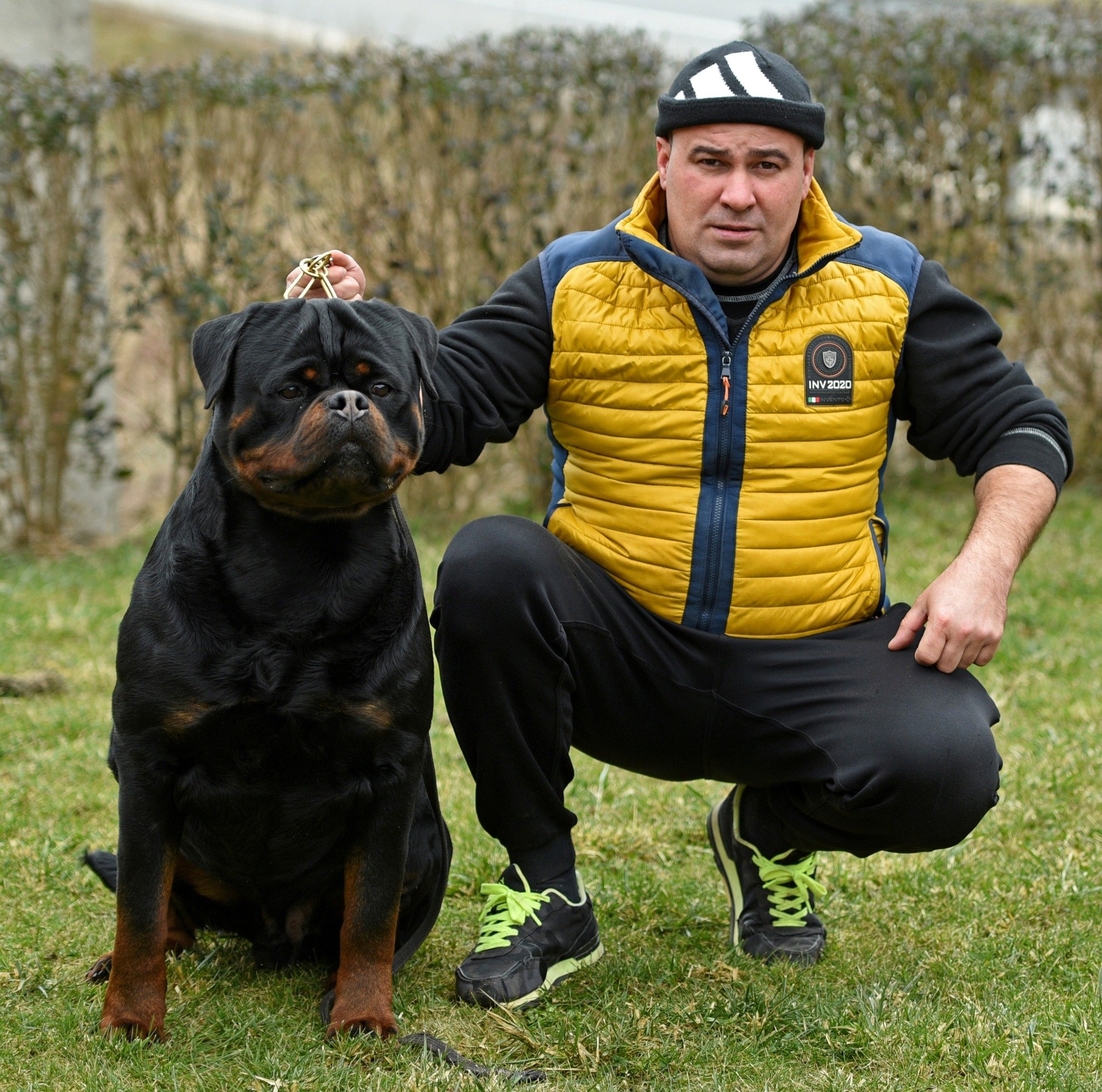 DKV Rottweilers | German Rottweiler Puppies For Sale | Noris-Hera
