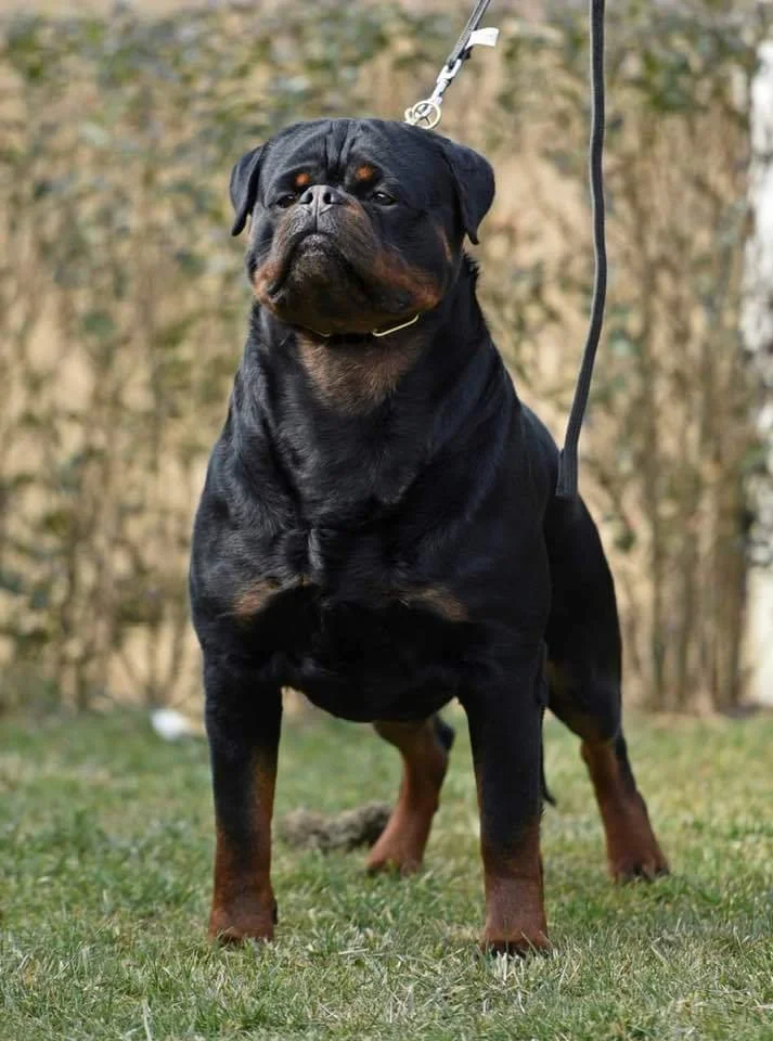 DKV Rottweilers | German Rottweiler Puppies For Sale | Noris-Hera