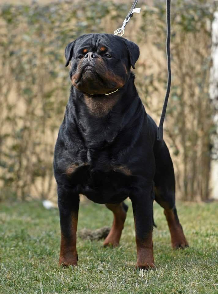 DKV Rottweilers | German Rottweiler Puppies For Sale | Noris-Hera