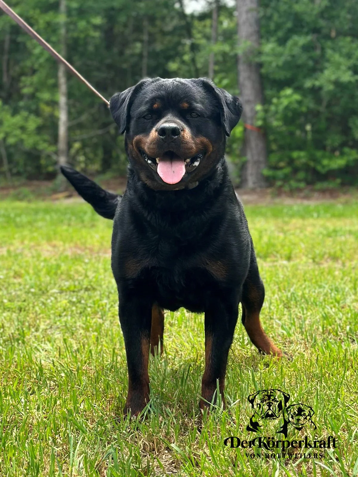 DKV Rottweilers | German Rottweiler Puppies For Sale | Rocky-Drama