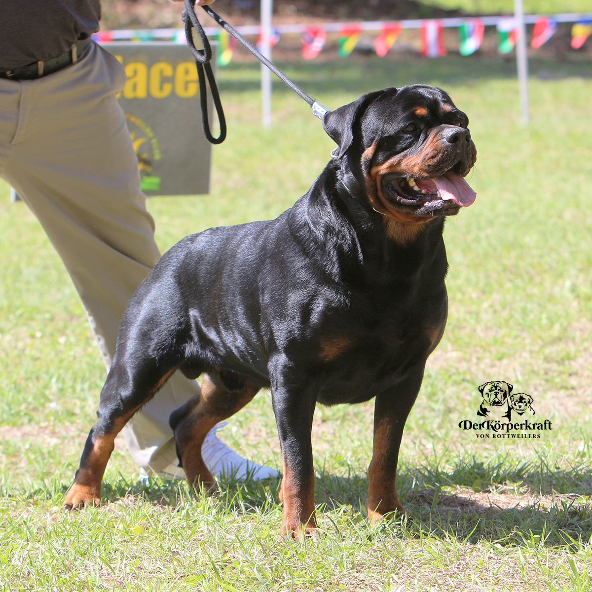 DKV Rottweilers | German Rottweiler Puppies For Sale | Rocky-Drama