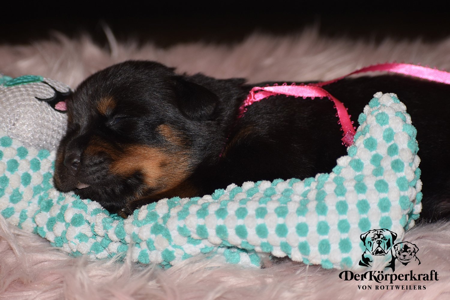 DKV Rottweilers | German Rottweiler Puppies For Sale | Rocky-Herra