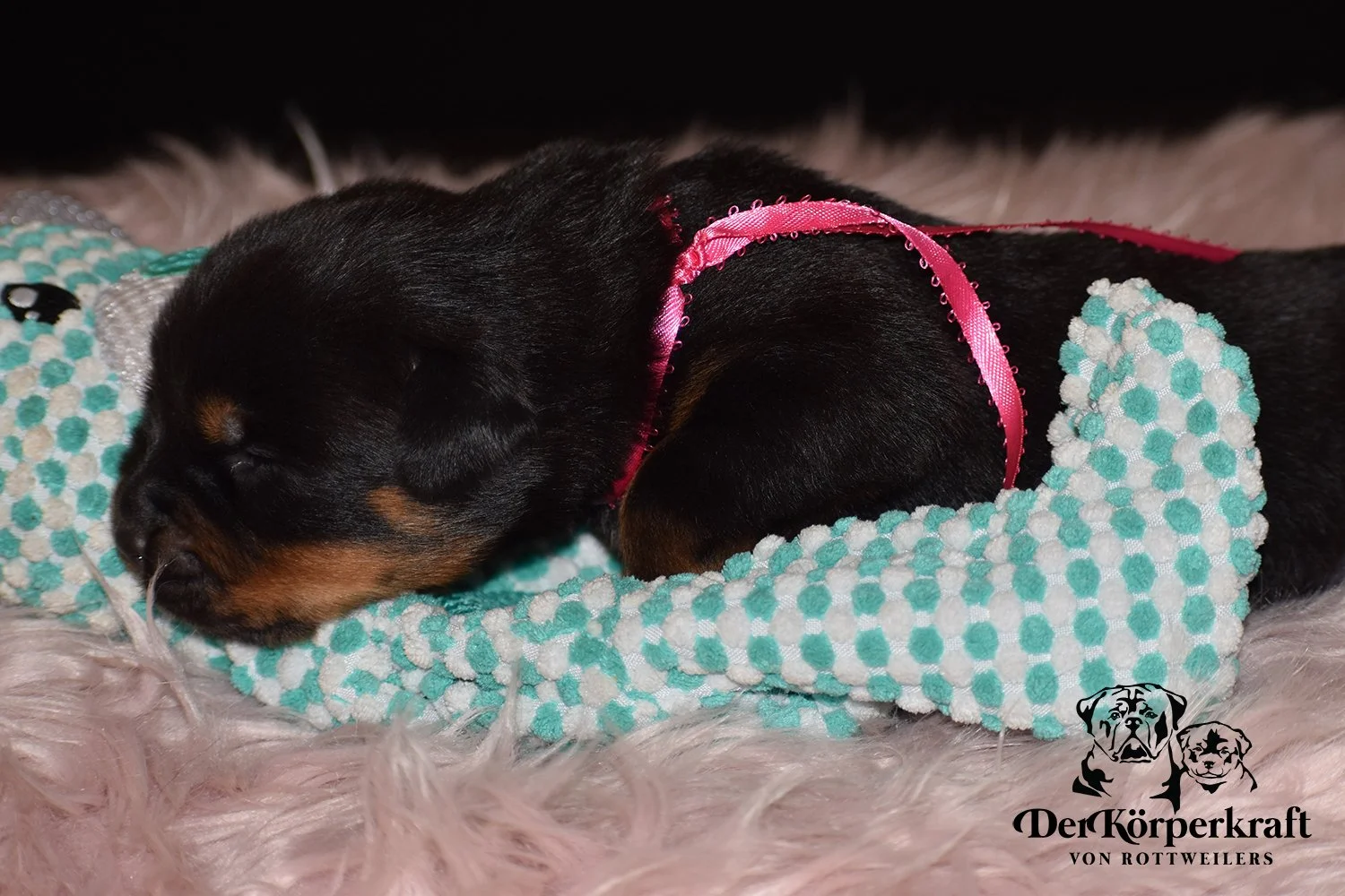 DKV Rottweilers | German Rottweiler Puppies For Sale | Rocky-Herra