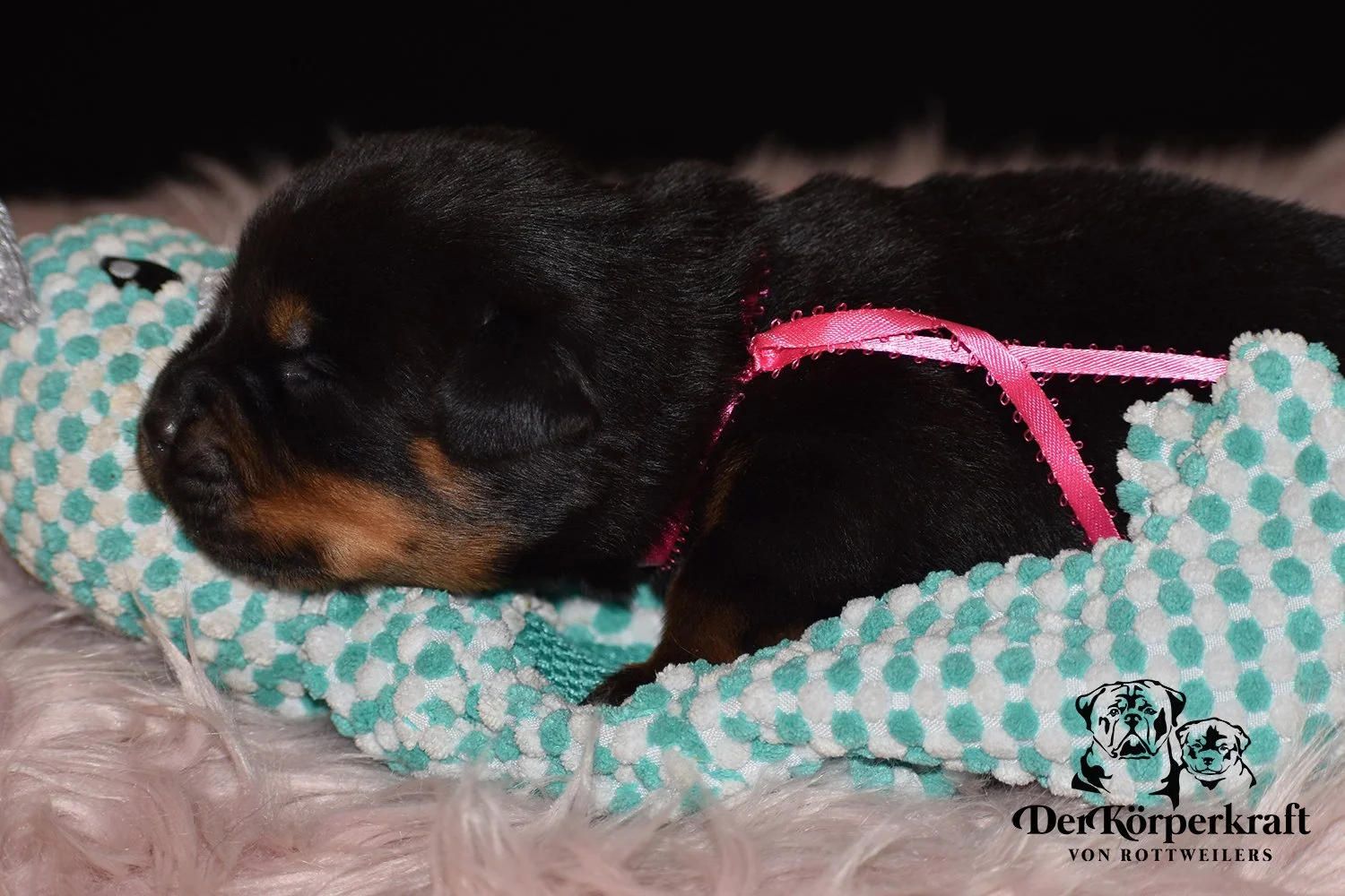 DKV Rottweilers | German Rottweiler Puppies For Sale | Rocky-Herra