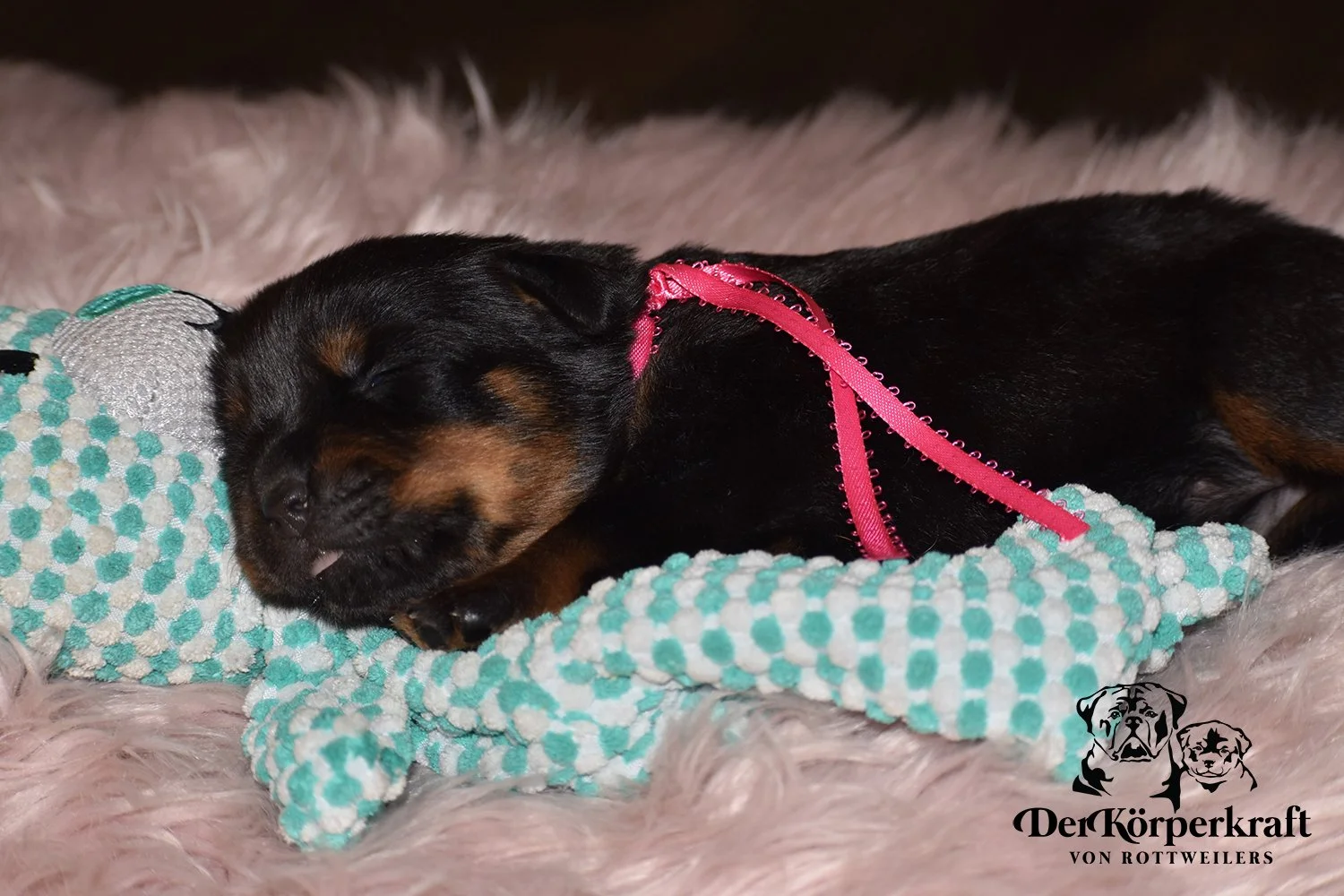 DKV Rottweilers | German Rottweiler Puppies For Sale | Rocky-Herra