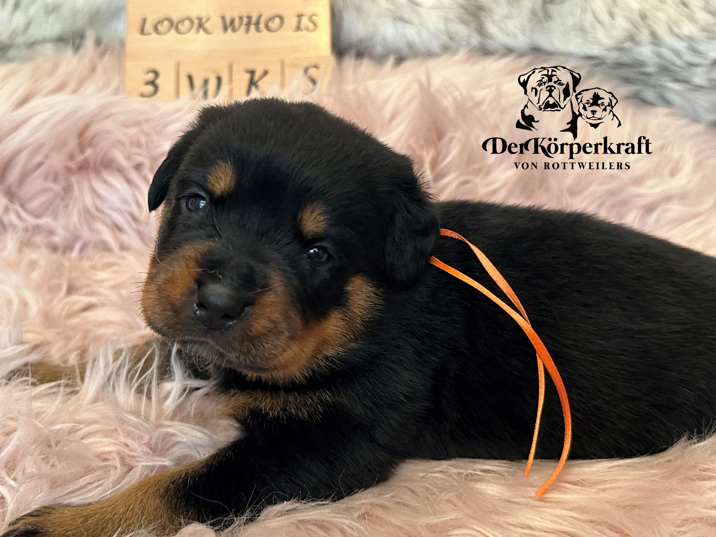 DKV Rottweilers | German Rottweiler Puppies For Sale | Rocky-Herra