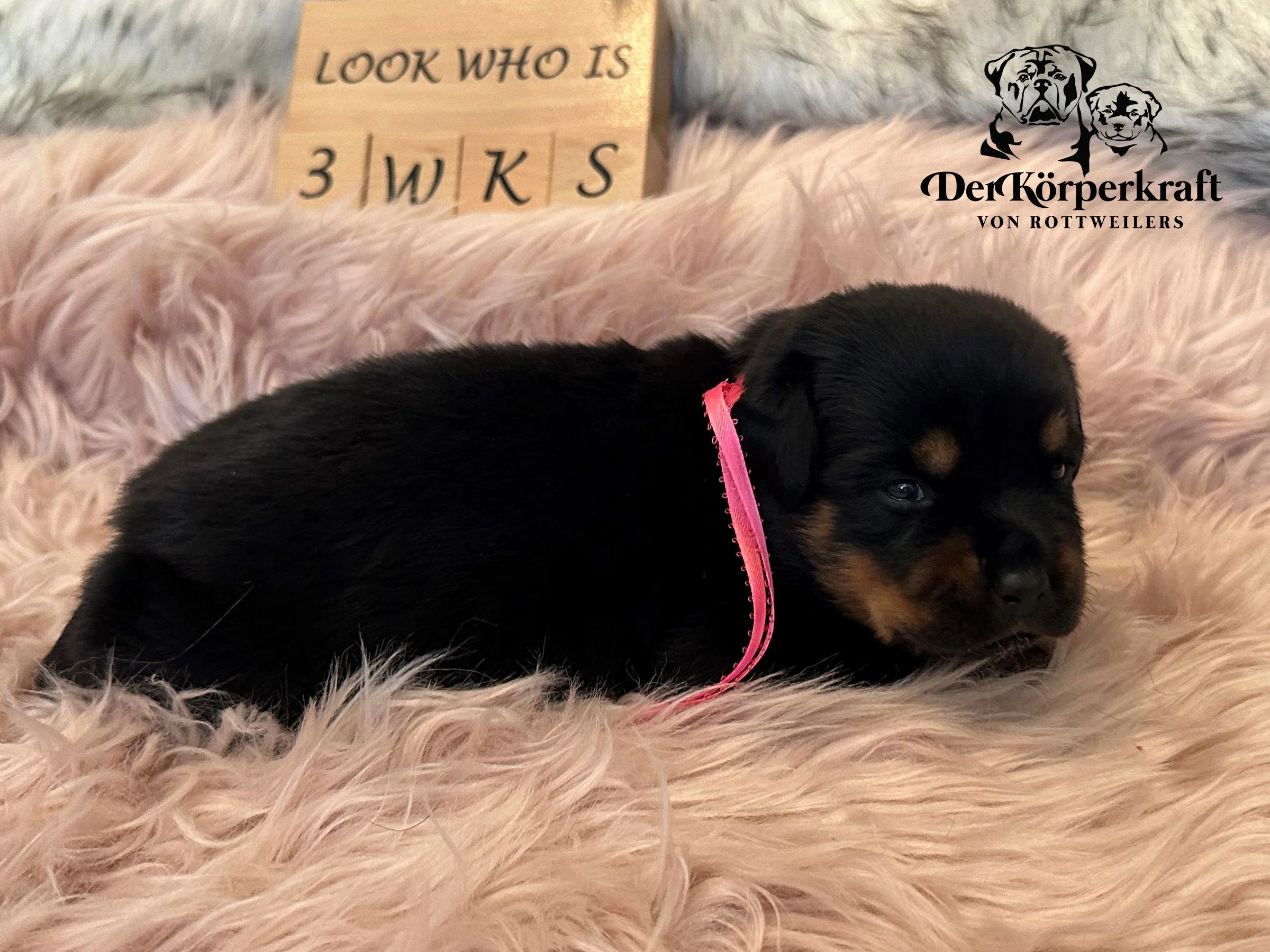 DKV Rottweilers | German Rottweiler Puppies For Sale | Rocky-Herra