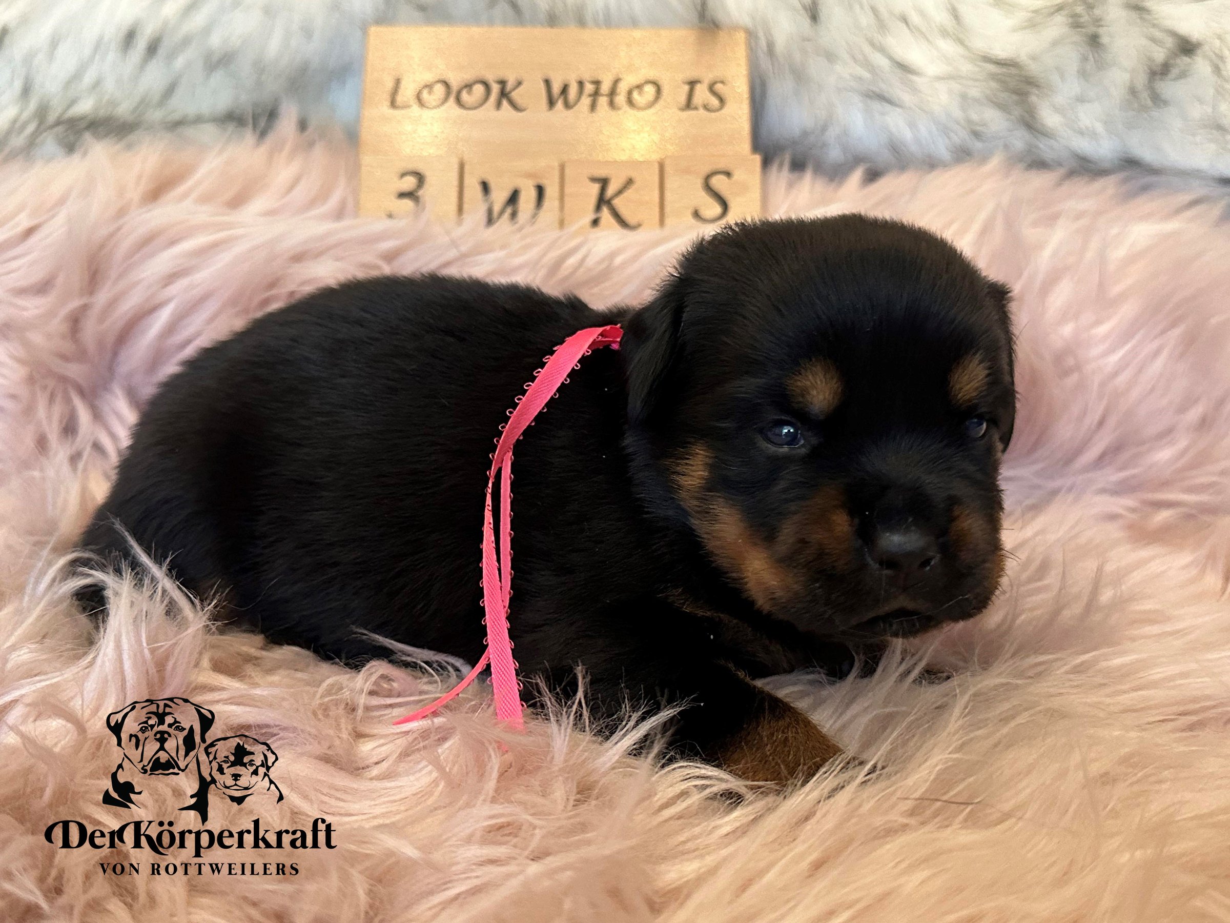 DKV Rottweilers | German Rottweiler Puppies For Sale | Rocky-Herra
