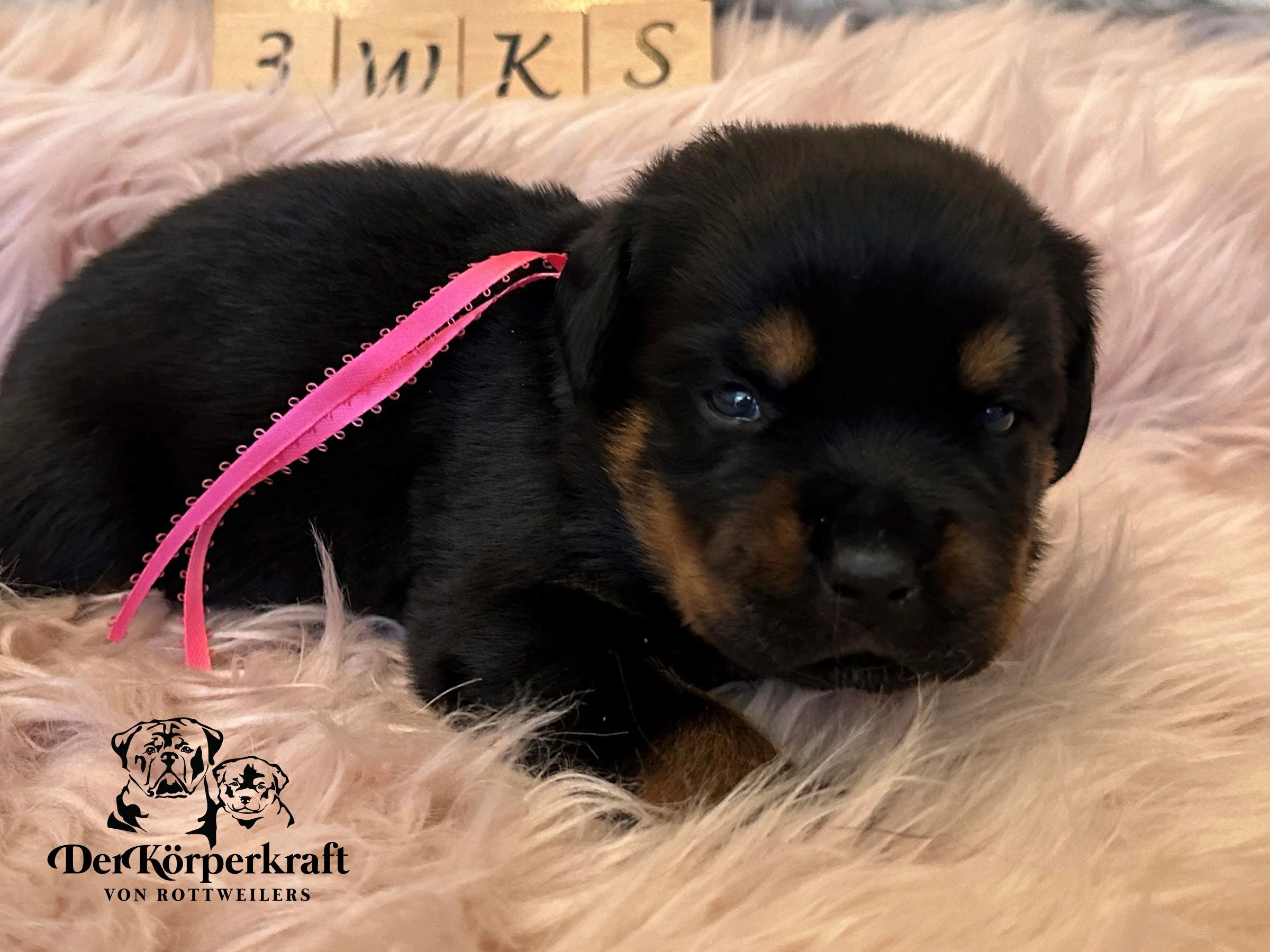 DKV Rottweilers | German Rottweiler Puppies For Sale | Rocky-Herra