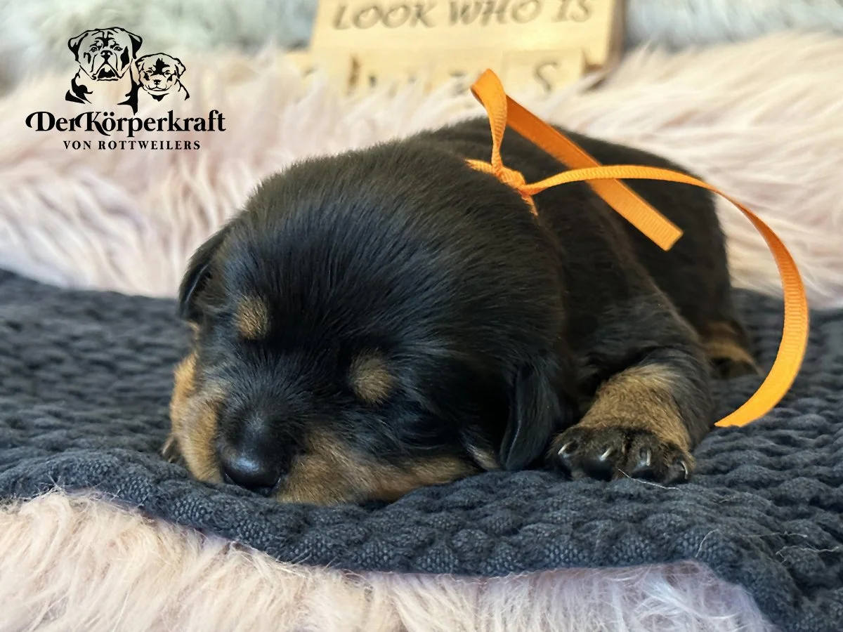 DKV Rottweilers | German Rottweiler Puppies For Sale | Rocky-Drama