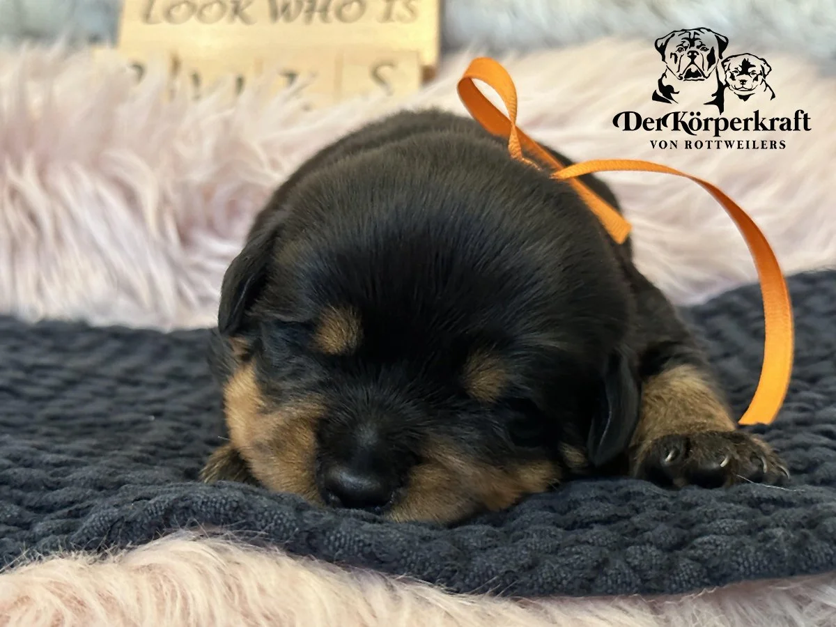DKV Rottweilers | German Rottweiler Puppies For Sale | Rocky-Drama