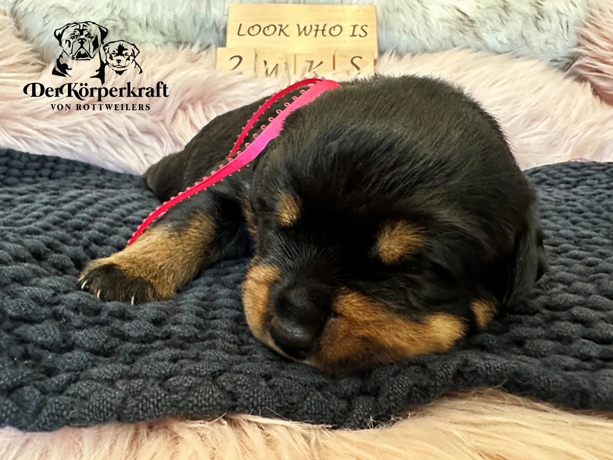 DKV Rottweilers | German Rottweiler Puppies For Sale | Rocky-Drama
