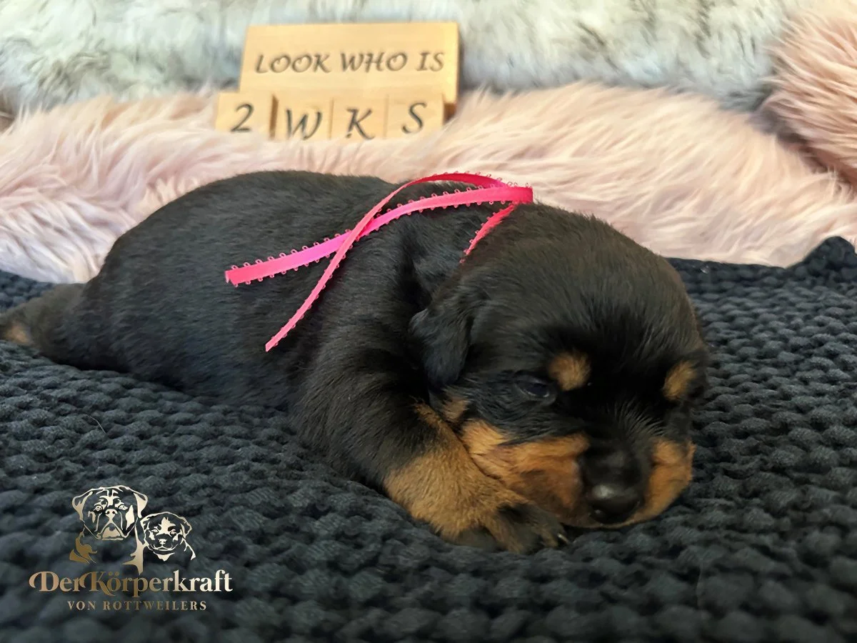 DKV Rottweilers | German Rottweiler Puppies For Sale | Rocky-Drama