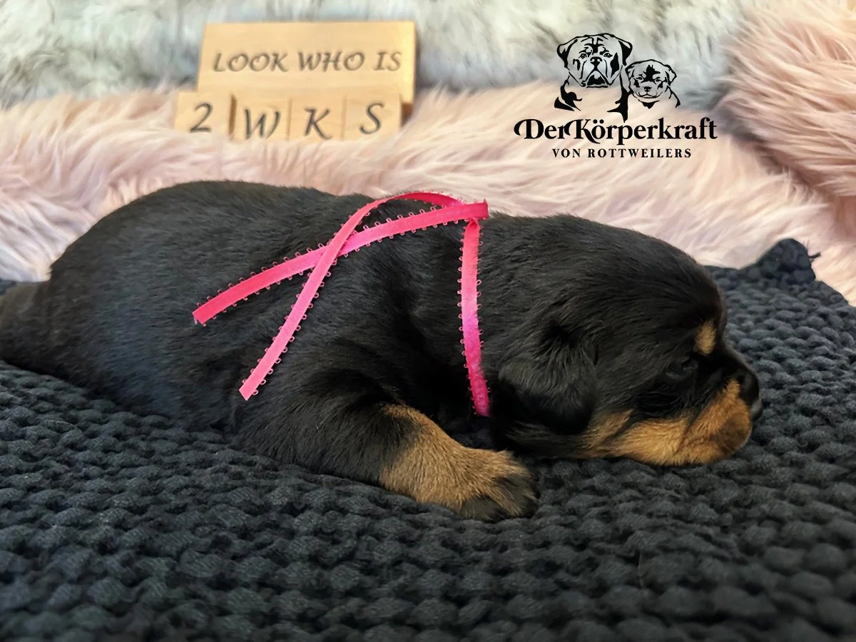 DKV Rottweilers | German Rottweiler Puppies For Sale | Rocky-Drama