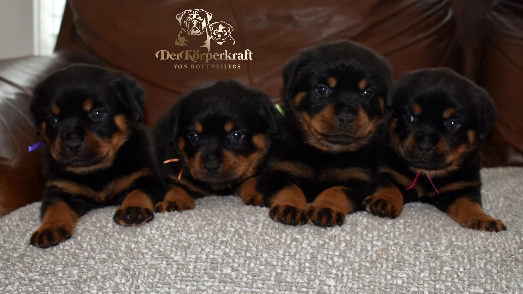 DKV Rottweilers | German Rottweiler Puppies For Sale | Rocky-Herra