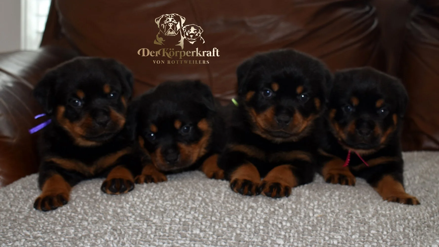 DKV Rottweilers | German Rottweiler Puppies For Sale | Rocky-Herra