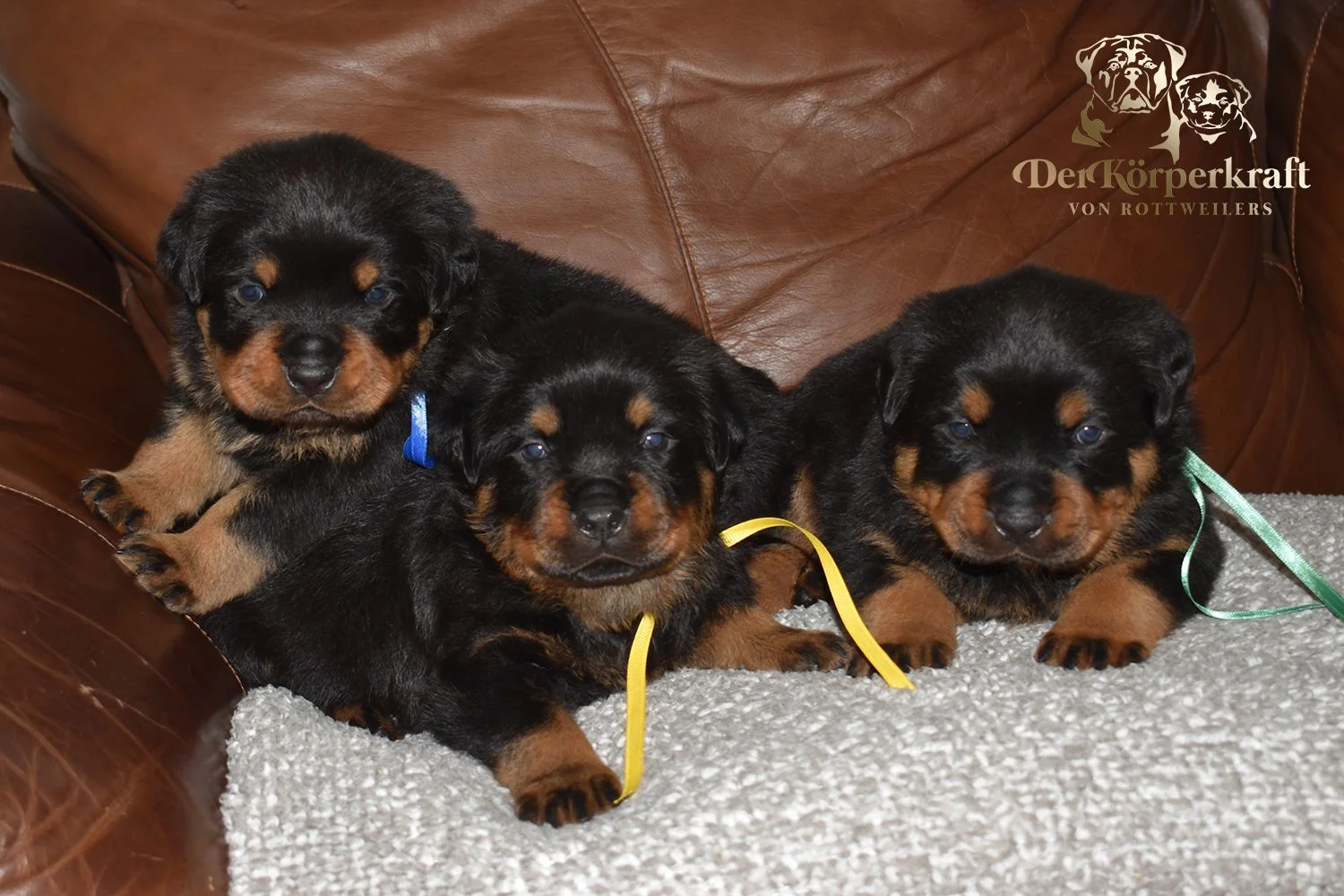 DKV Rottweilers | German Rottweiler Puppies For Sale | Rocky-Drama