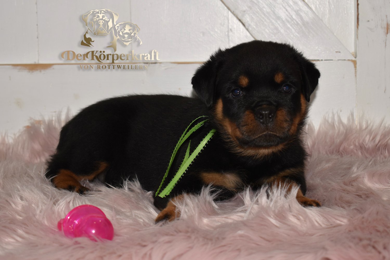 5U-Noris-Hera-6wk-Female-Lime (1)a.jpg