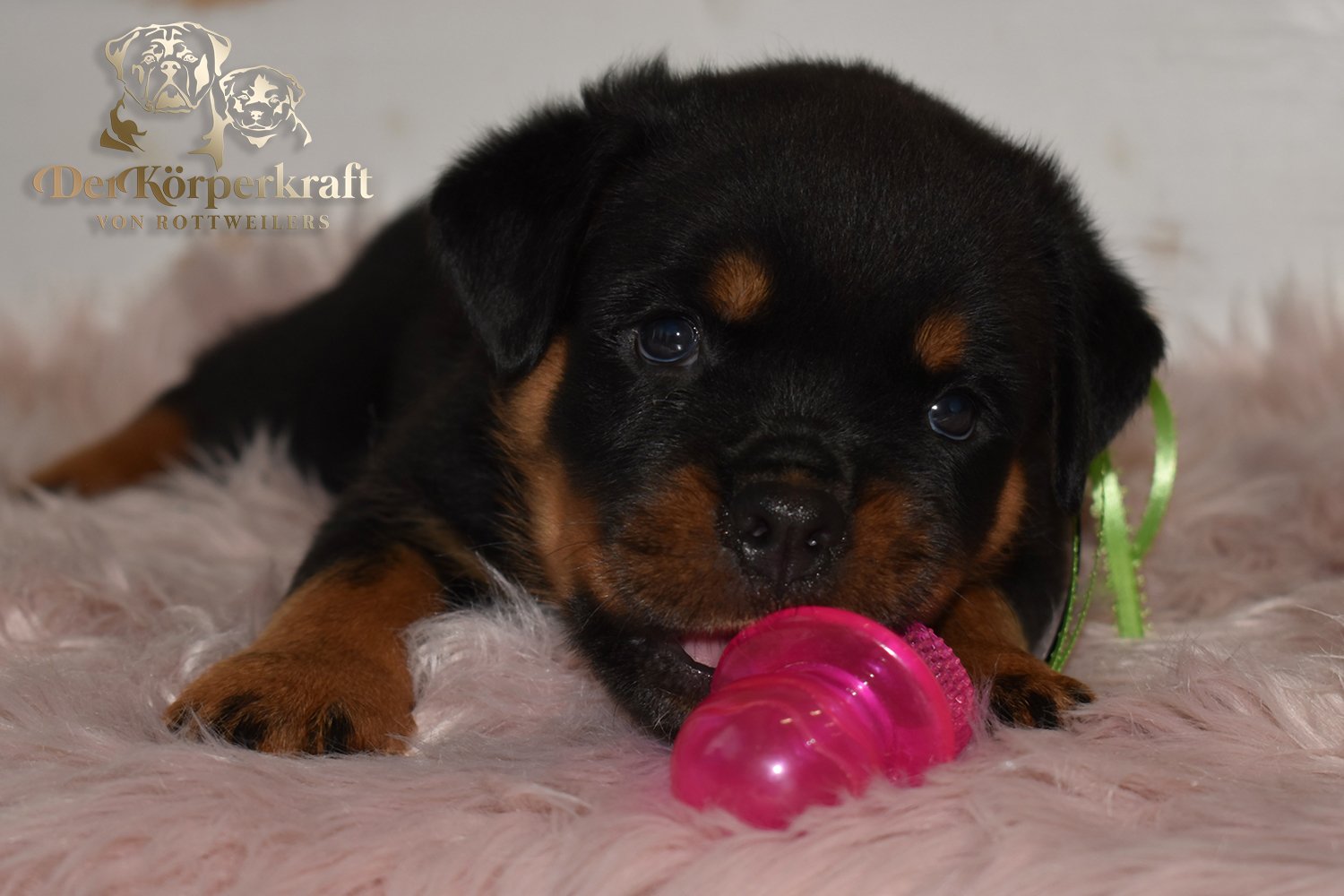 5U-Noris-Hera-6wk-Female-Lime (3)a.jpg