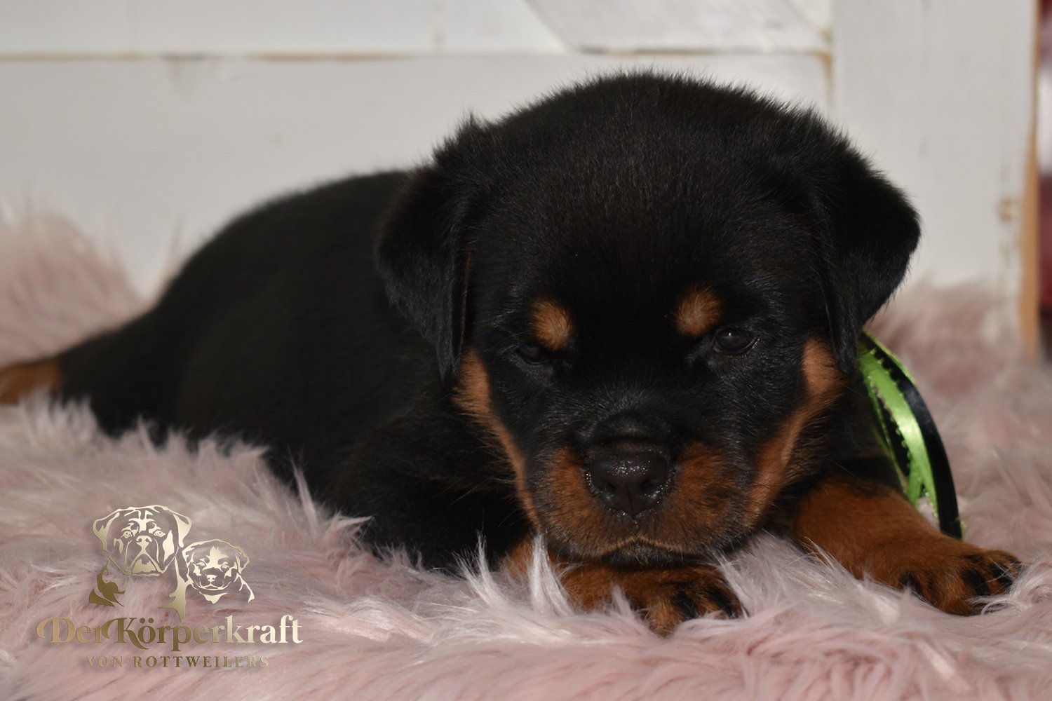 5U-Noris-Hera-6wk-Female-Lime (4)a.jpg