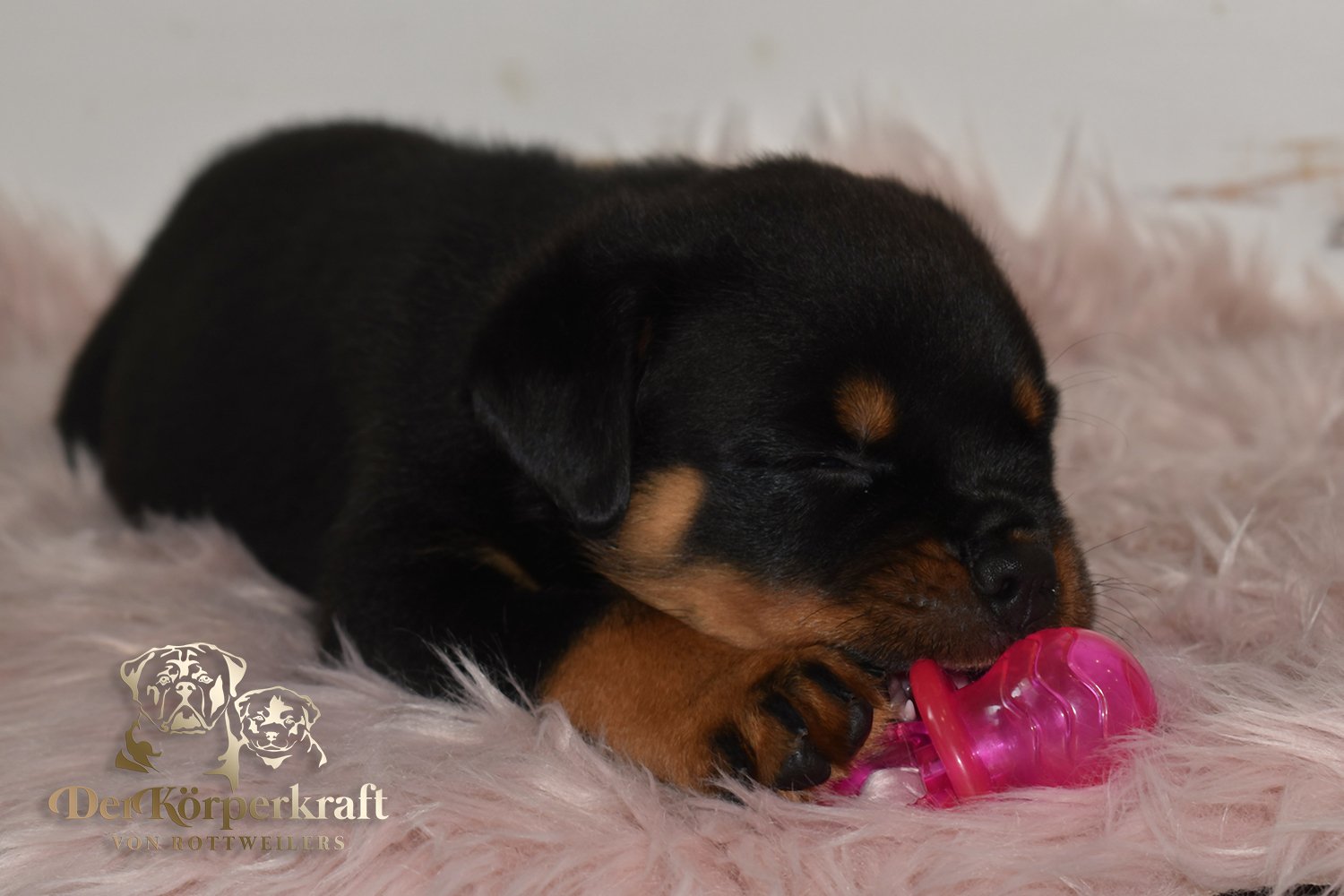 5U-Noris-Hera-6wk-Female-Lime (6)a.jpg