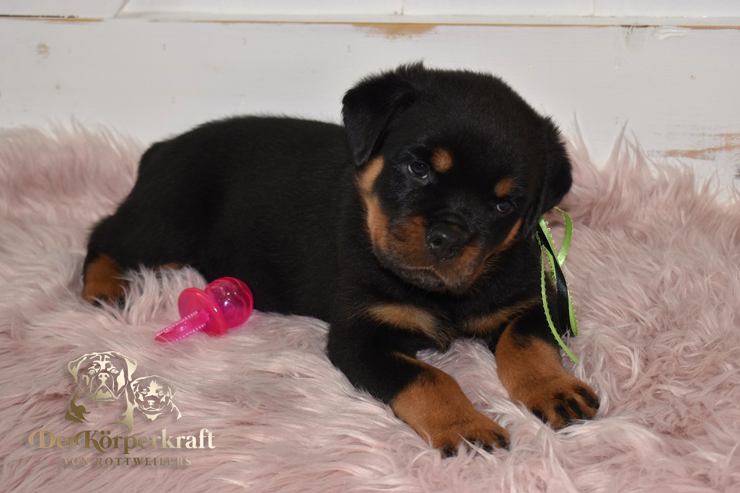 5U-Noris-Hera-6wk-Female-Lime (7)a.jpg