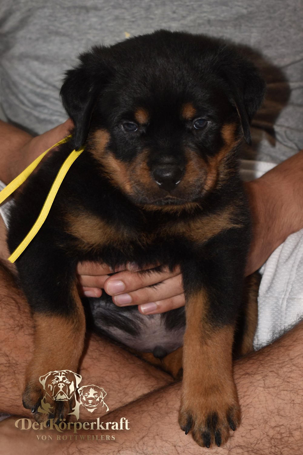 Yellow Collar Male