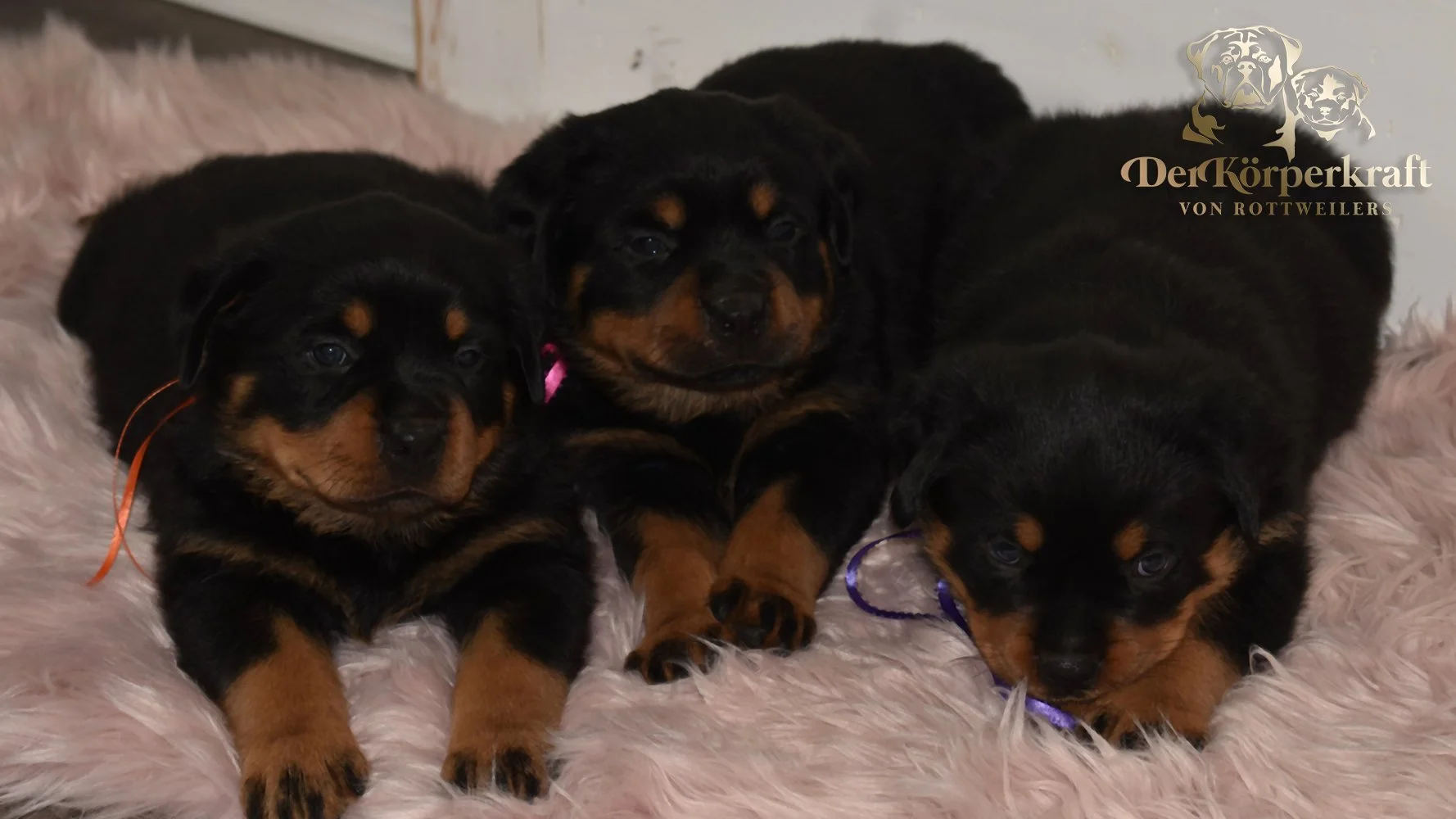 DKV Rottweilers | German Rottweiler Puppies For Sale | Rocky-Drama