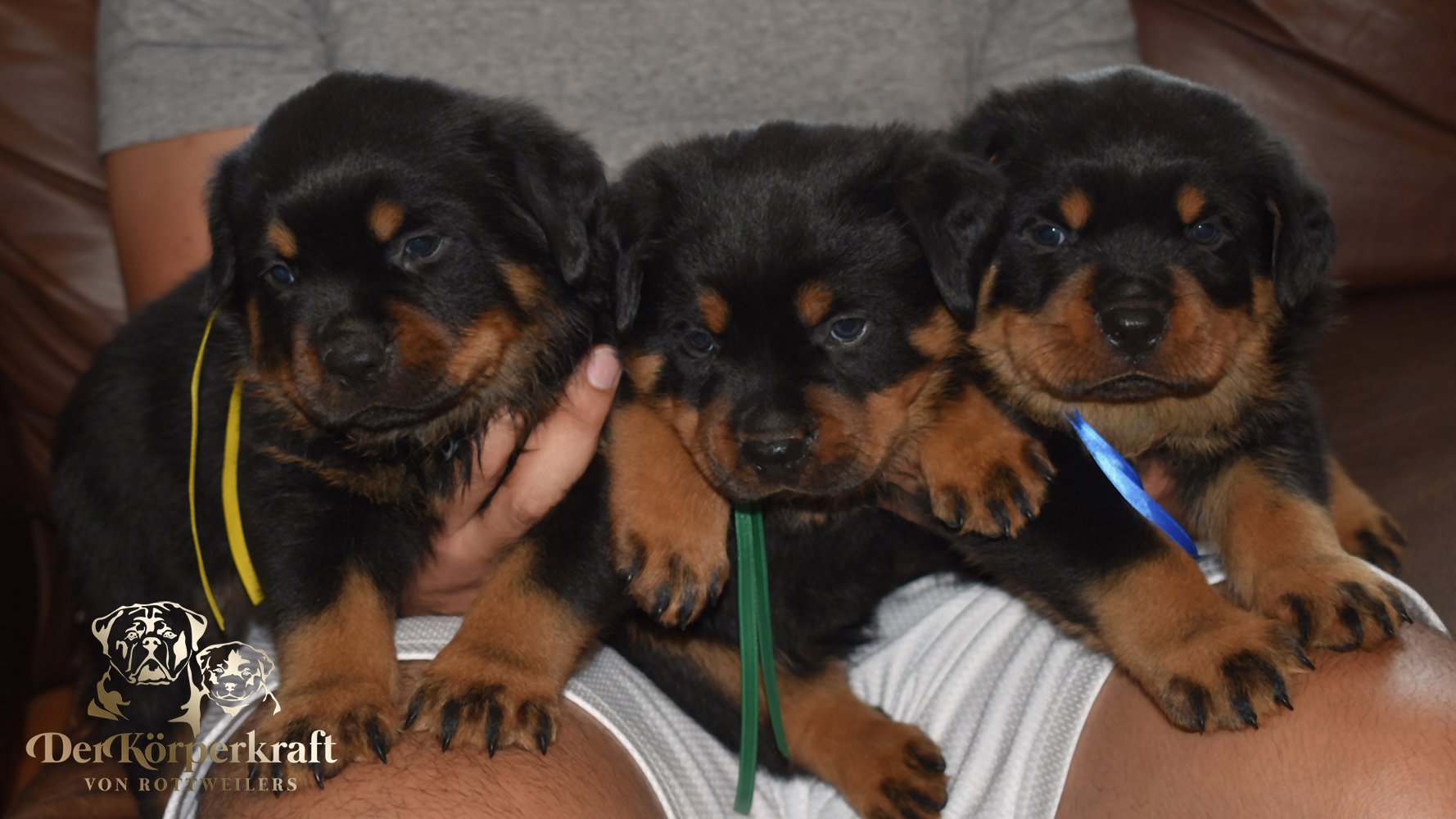 DKV Rottweilers | German Rottweiler Puppies For Sale | Rocky-Drama