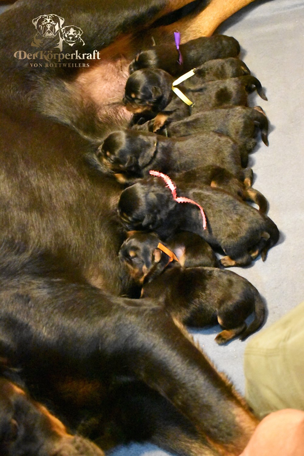 DKV Rottweilers | German Rottweiler Puppies For Sale | Secer-Avaforst