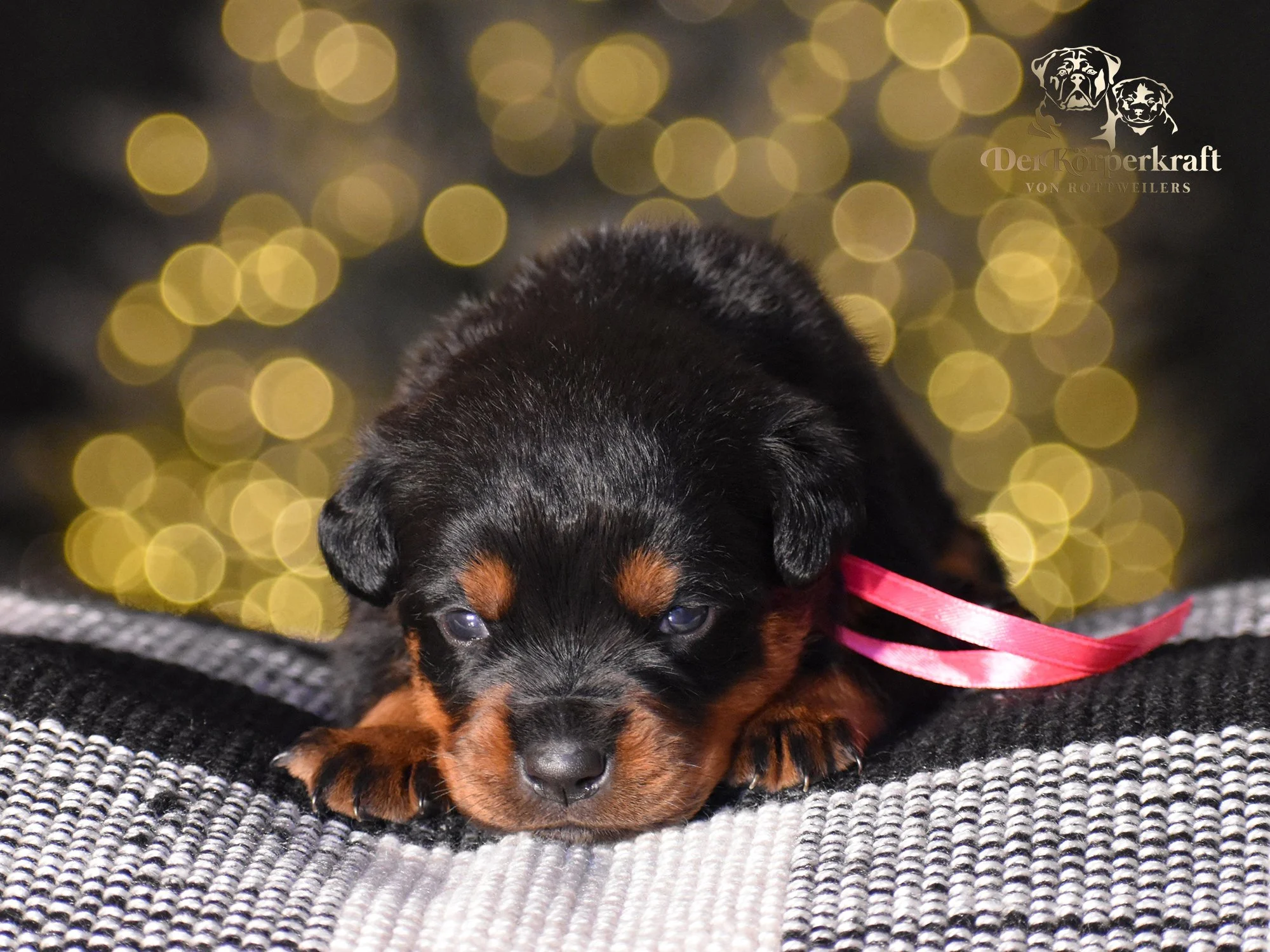 DKV Rottweilers | German Rottweiler Puppies For Sale | Secer-Avaforst