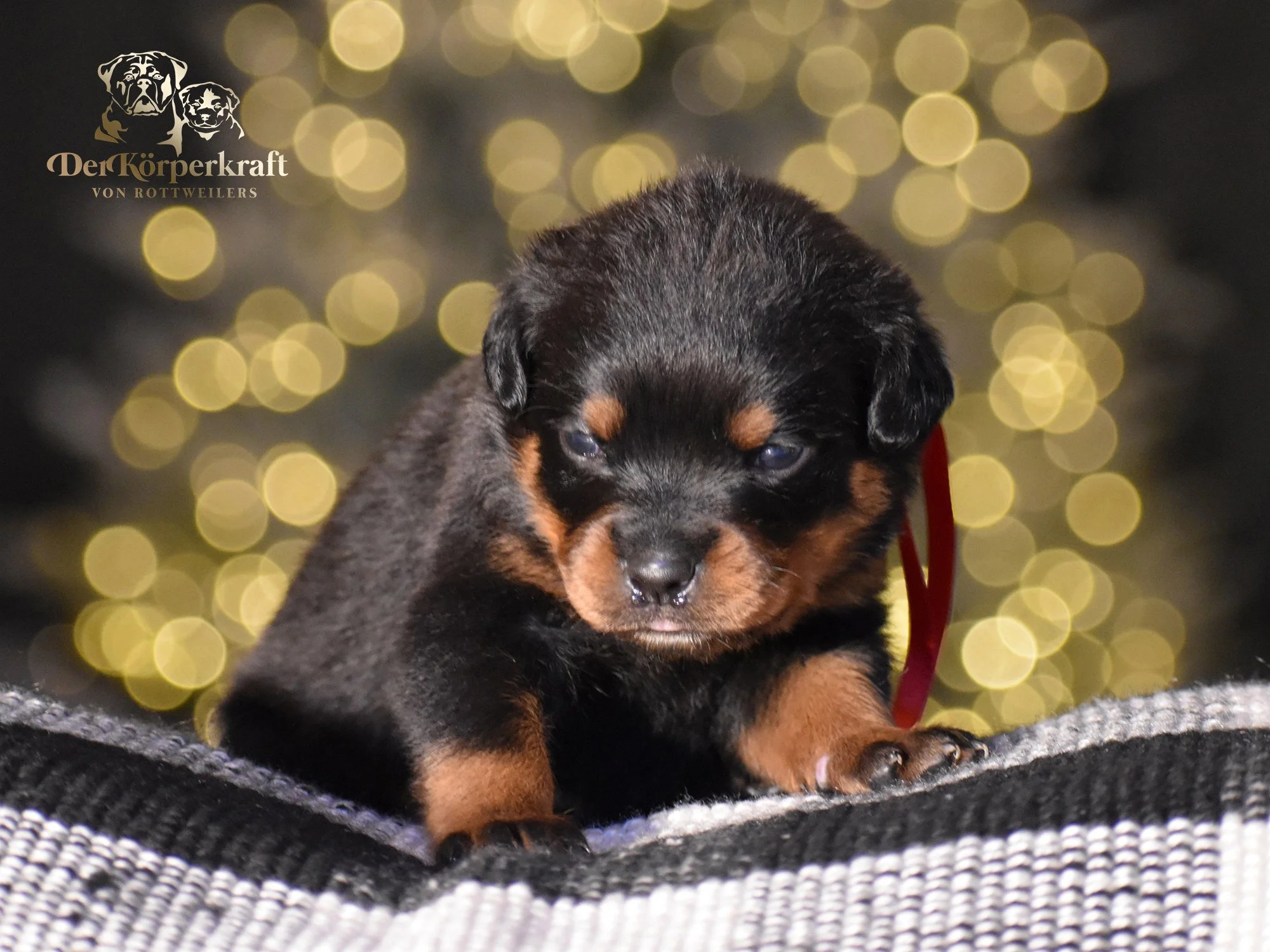 DKV Rottweilers | German Rottweiler Puppies For Sale | Secer-Avaforst