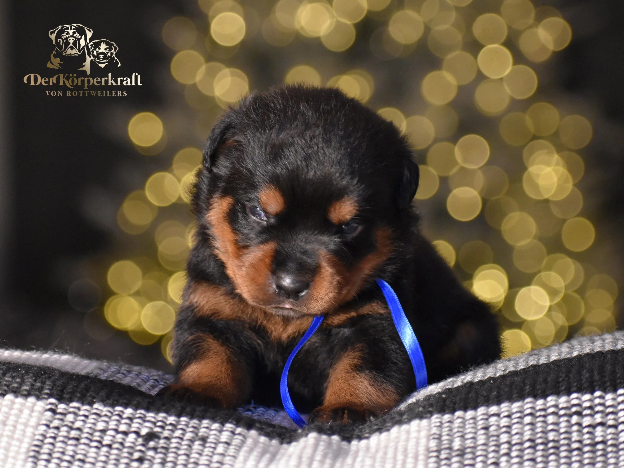 DKV Rottweilers | German Rottweiler Puppies For Sale | Secer-Avaforst