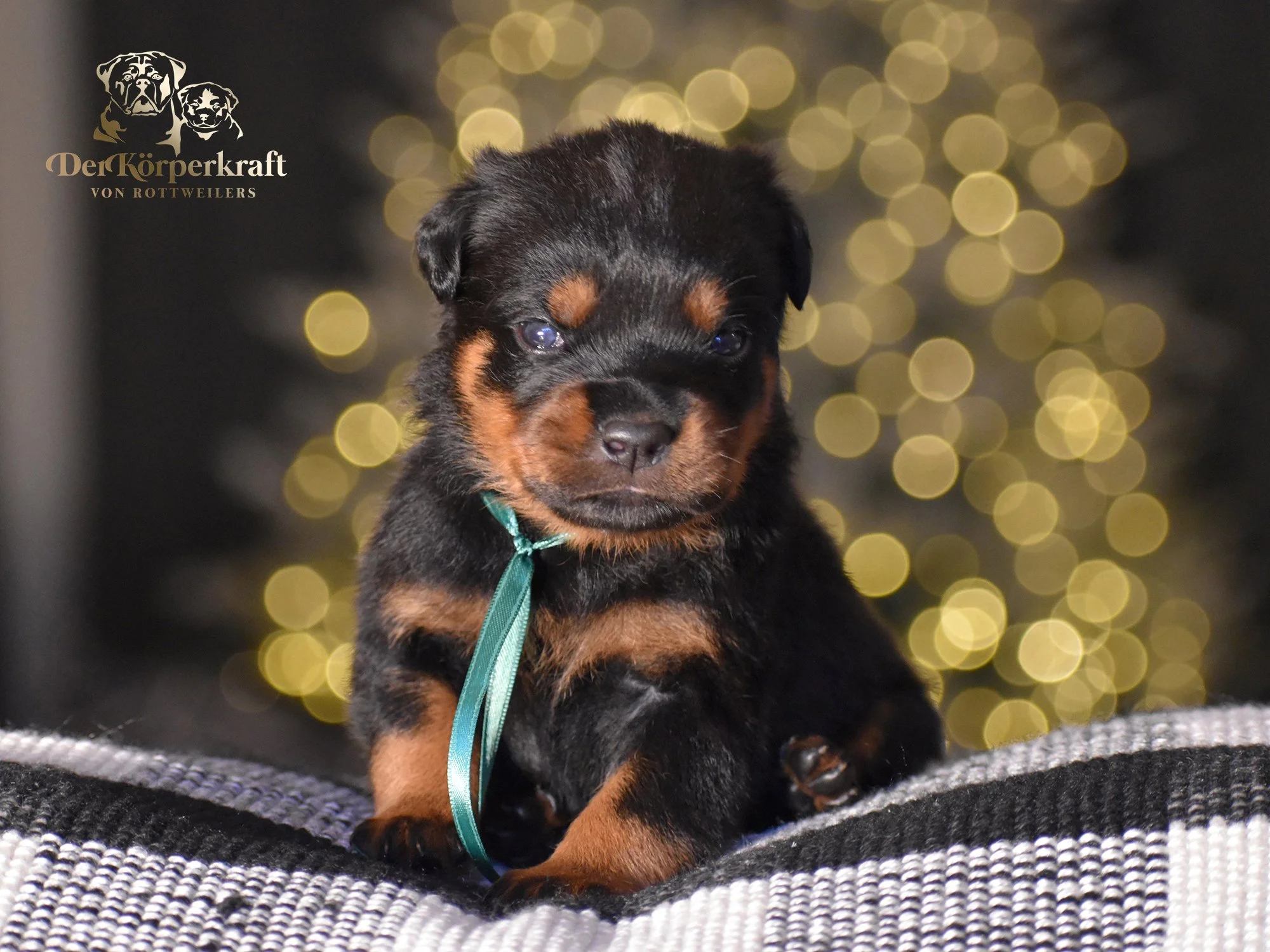 DKV Rottweilers | German Rottweiler Puppies For Sale | Secer-Avaforst