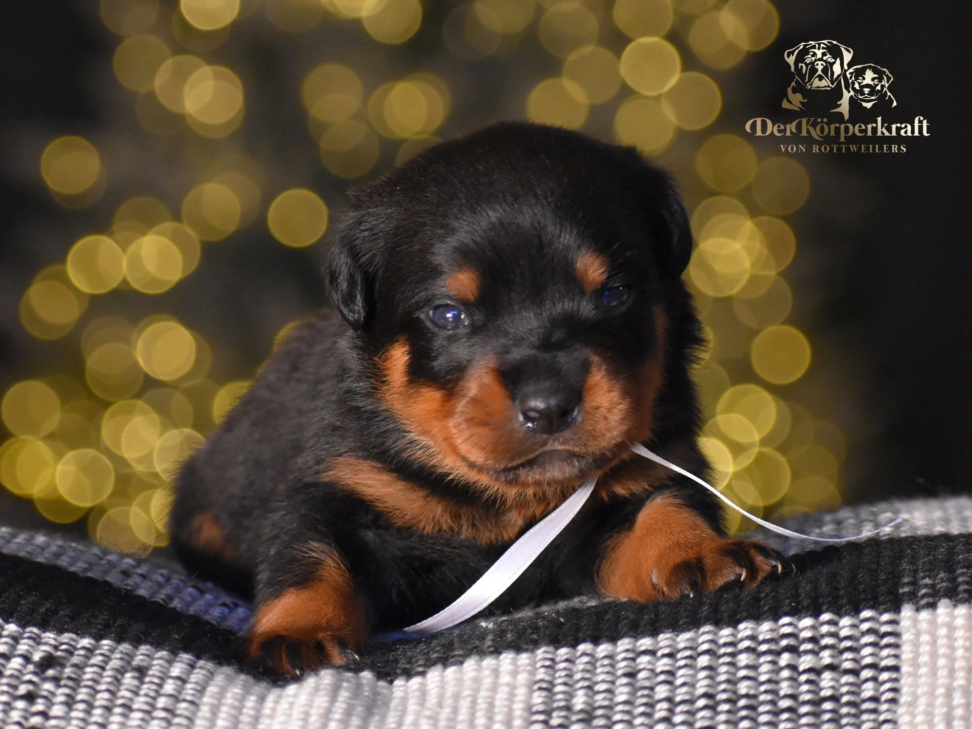 DKV Rottweilers | German Rottweiler Puppies For Sale | Secer-Avaforst